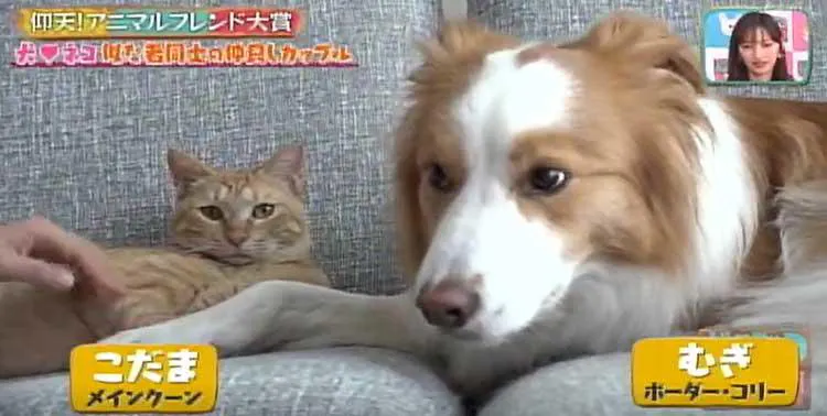 生まれたときから相思相愛 ネコとフクロウの異色カップル どうぶつピース テレ東プラス