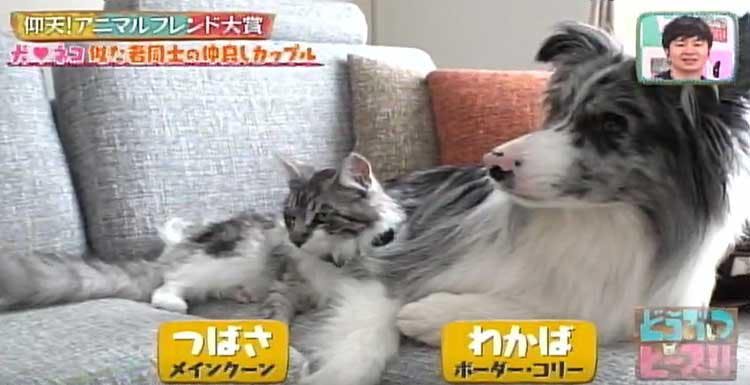 生まれたときから相思相愛 ネコとフクロウの異色カップル どうぶつピース テレ東プラス
