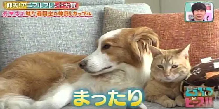 生まれたときから相思相愛 ネコとフクロウの異色カップル どうぶつピース テレ東プラス