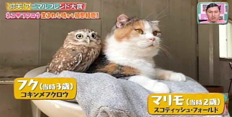 生まれたときから相思相愛！ ネコとフクロウの異色カップル：どうぶつ