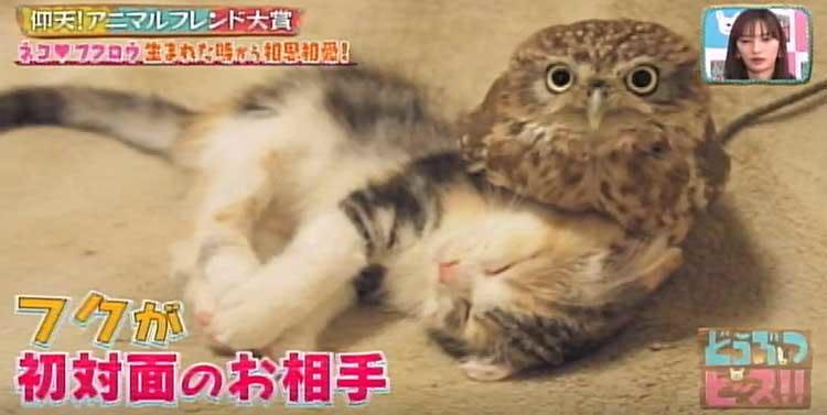 生まれたときから相思相愛 ネコとフクロウの異色カップル どうぶつピース テレ東プラス 生まれたときから相思相愛 ネコとフクロウの異色カップル どうぶつピース テレ東プラス