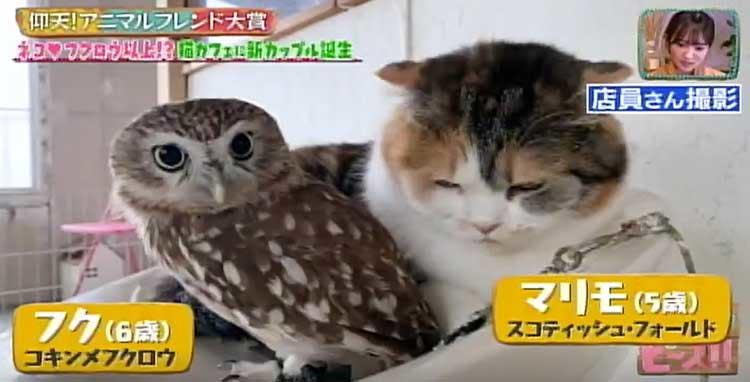 生まれたときから相思相愛 ネコとフクロウの異色カップル どうぶつピース テレ東プラス 生まれたときから相思相愛 ネコとフクロウの異色カップル どうぶつピース テレ東プラス