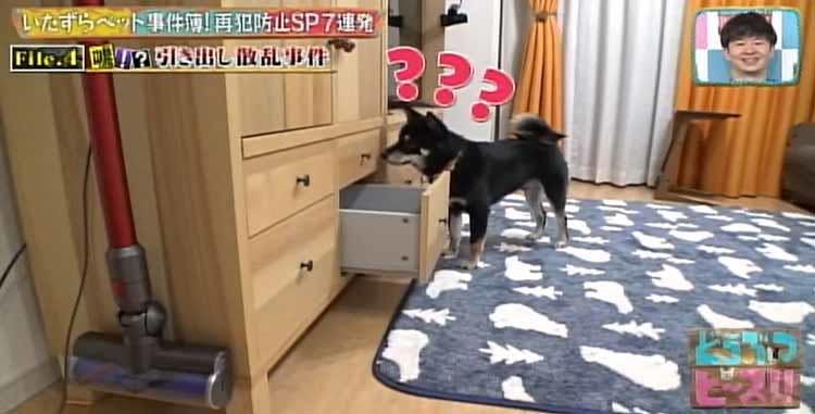 引き出しの中身が散乱 犯人は 前足で器用に取っ手をつかむ柴犬 どうぶつピース テレ東プラス