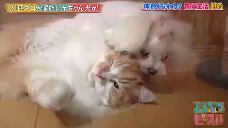 21匹のネコちゃん大家族に ワンちゃんがやってきた お転婆娘との共同生活 どうなるの どうぶつ テレ東プラス