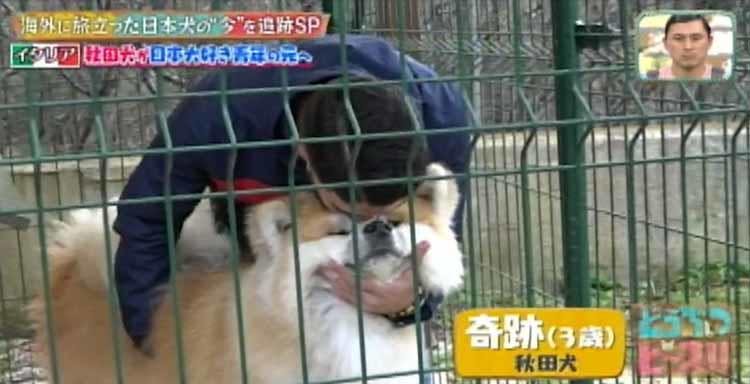 お散歩デビューは世界遺産 イタリアで暮らす秋田犬の赤ちゃんの旅立ちに密着 どうぶつピース テレ東プラス お散歩デビューは世界遺産 イタリアで暮らす秋田犬の赤ちゃんの旅立ちに密着 どうぶつピース テレ東プラス