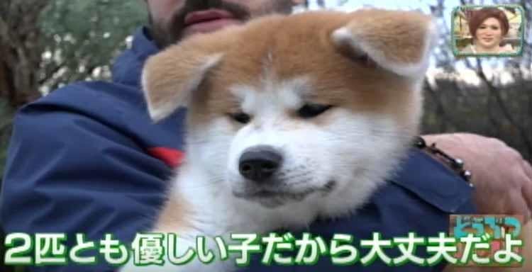 お散歩デビューは世界遺産 イタリアで暮らす秋田犬の赤ちゃんの旅立ちに密着 どうぶつピース テレ東プラス お散歩デビューは世界遺産 イタリアで暮らす秋田犬の赤ちゃんの旅立ちに密着 どうぶつピース テレ東プラス