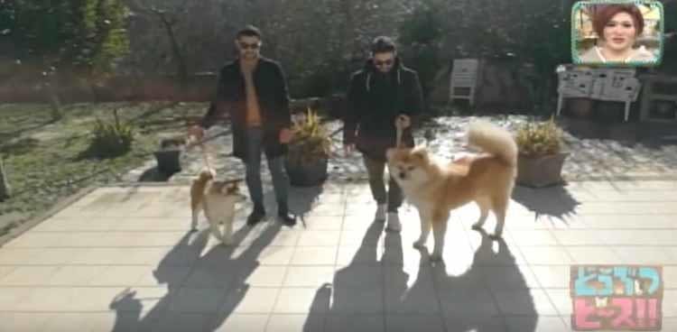 お散歩デビューは世界遺産 イタリアで暮らす秋田犬の赤ちゃんの旅立ちに密着 どうぶつピース テレ東プラス お散歩デビューは世界遺産 イタリアで暮らす秋田犬の赤ちゃんの旅立ちに密着 どうぶつピース テレ東プラス