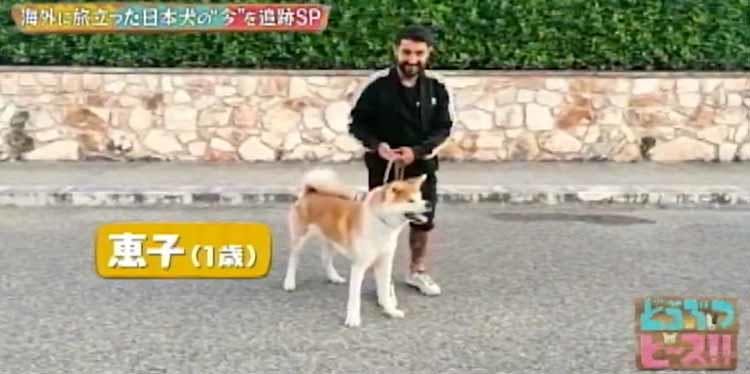 お散歩デビューは世界遺産 イタリアで暮らす秋田犬の赤ちゃんの旅立ちに密着 どうぶつピース テレ東プラス