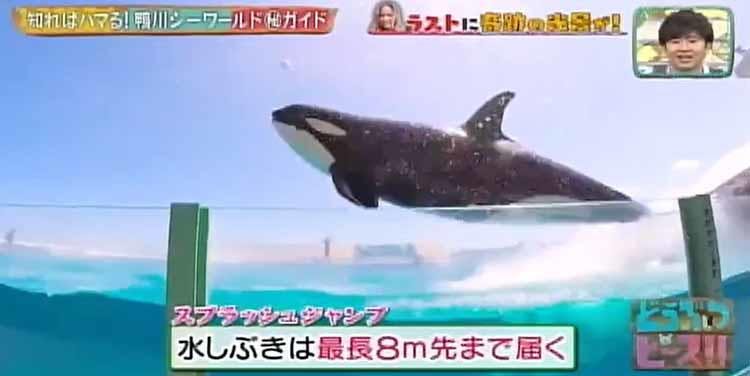 シャチの見分け方から マル秘スポットまで シャチ好きdream Amiが鴨川シーワールドの見どころ テレ東プラス シャチの見分け方から マル秘スポットまで シャチ好きdream Amiが鴨川シーワールドの見どころ テレ東プラス