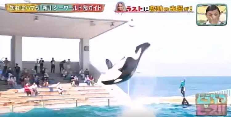 シャチの見分け方から マル秘スポットまで シャチ好きdream Amiが鴨川シーワールドの見どころ テレ東プラス シャチの見分け方から マル秘スポットまで シャチ好きdream Amiが鴨川シーワールドの見どころ テレ東プラス