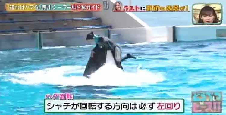 シャチの見分け方から マル秘スポットまで シャチ好きdream Amiが鴨川シーワールドの見どころ テレ東プラス シャチの見分け方から マル秘スポットまで シャチ好きdream Amiが鴨川シーワールドの見どころ テレ東プラス