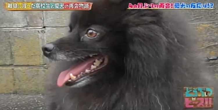不登校の苦しい時期を支えてくれた 夢に向かい離島に渡った女子高生と愛犬との再会 どうぶつピース テレ東プラス 不登校の苦しい時期を支えてくれた 夢に向かい離島に渡った女子高生と愛犬との再会 どうぶつピース テレ東プラス