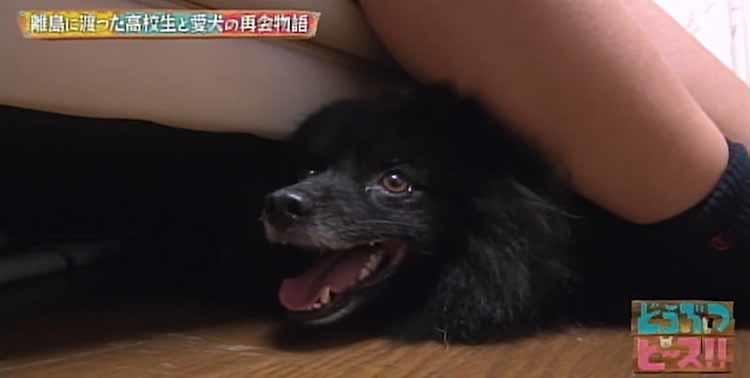 不登校の苦しい時期を支えてくれた 夢に向かい離島に渡った女子高生と愛犬との再会 どうぶつピース テレ東プラス 不登校の苦しい時期を支えてくれた 夢に向かい離島に渡った女子高生と愛犬との再会 どうぶつピース テレ東プラス