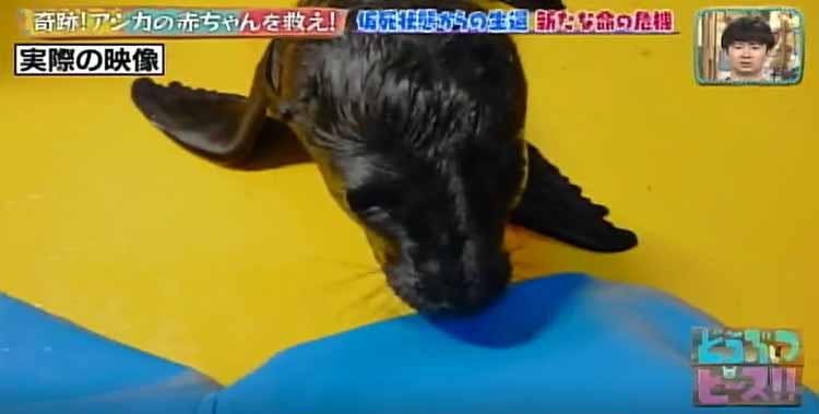 奇跡の感動秘話 息をしていない 仮死状態で誕生したアシカの赤ちゃんを救った飼育員たち どうぶつ テレ東プラス 奇跡の感動秘話 息をしていない 仮死状態で誕生したアシカの赤ちゃんを救った飼育員たち どうぶつ テレ東プラス