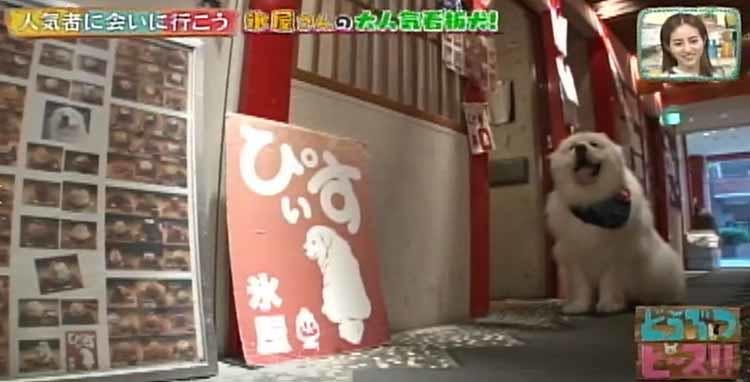 白くてふわふわ 全国からファンが駆けつけるかき氷専門店の看板犬 ぴぃす店長 どうぶつピース テレ東プラス