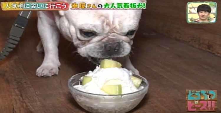 白くてふわふわ！ 全国からファンが駆けつけるかき氷専門店の看板犬「ぴぃす店長」：どうぶつピース | テレビ東京・ＢＳテレ東の読んで見て感じるメディア  テレ東プラス