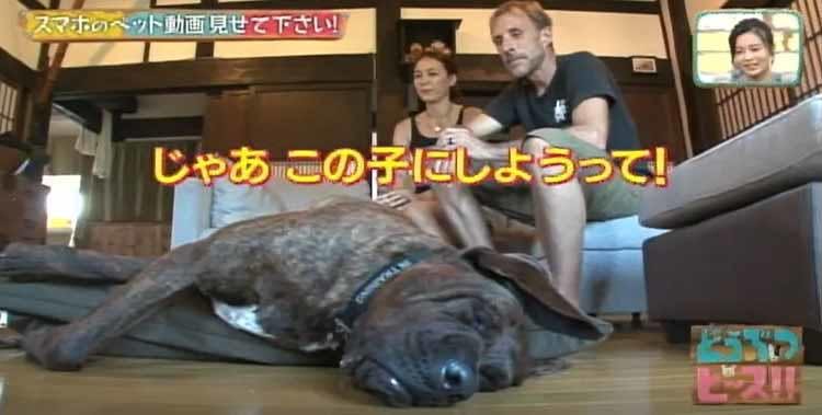 コワモテの恋のキューピッド 温泉地の人気者 土佐犬と外国人夫婦の物語 どうぶつピース テレ東プラス コワモテの恋のキューピッド 温泉地の人気者 土佐犬と外国人夫婦の物語 どうぶつピース テレ東プラス