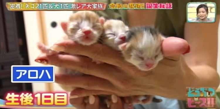 まさしくビール腹 ネコ21匹 犬1匹の大家族 激カワショット大放出 どうぶつピース テレ東プラス