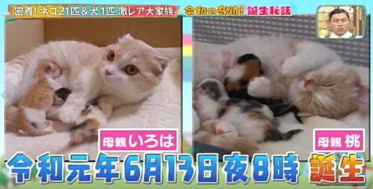 まさしくビール腹！？ ネコ21匹＆犬1匹の大家族、激カワショット大放出