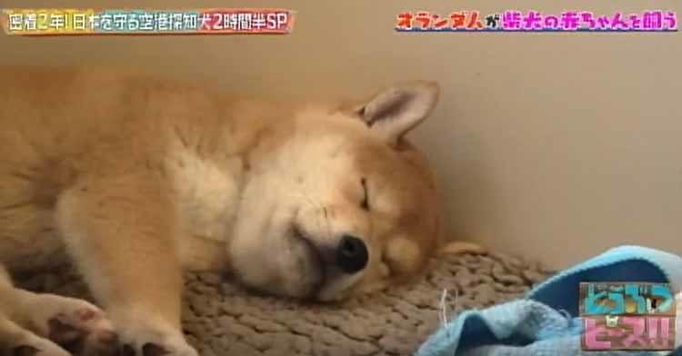 オランダで暮らす日本犬 臆病な柴犬の赤ちゃんとデレデレの強面パパ どうぶつピース テレ東プラス オランダで暮らす日本犬 臆病な柴犬の赤ちゃんとデレデレの強面パパ どうぶつピース テレ東プラス