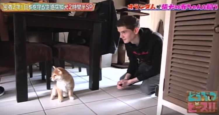 オランダで暮らす日本犬 臆病な柴犬の赤ちゃんとデレデレの強面パパ どうぶつピース テレ東プラス オランダで暮らす日本犬 臆病な柴犬の赤ちゃんとデレデレの強面パパ どうぶつピース テレ東プラス