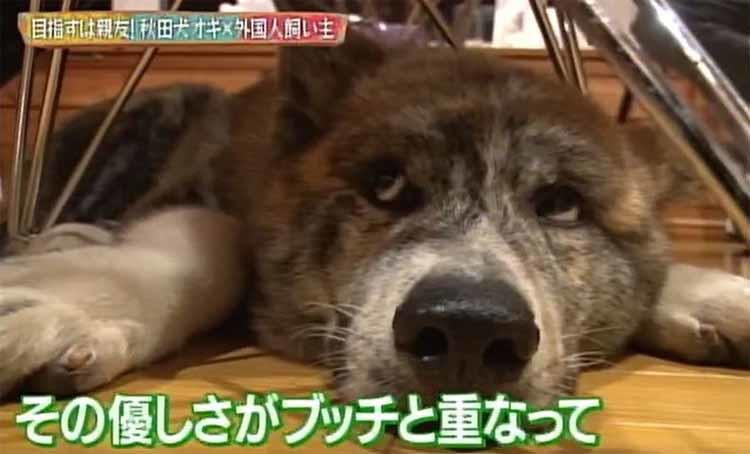 生まれた頃から一緒に育った愛犬を亡くして3年 再び迎えた秋田犬と10歳の男の子の友情 どうぶつピ テレ東プラス