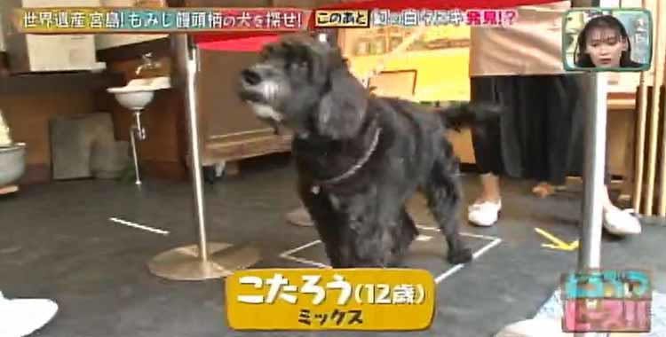 見ると幸せになれる 世界遺産 宮島で幻の白タヌキを大捜索 どうぶつピース テレ東プラス 見ると幸せになれる 世界遺産 宮島で幻の白タヌキを大捜索 どうぶつピース テレ東プラス