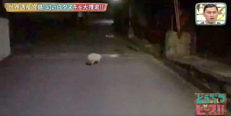 見ると幸せになれる 世界遺産 宮島で幻の白タヌキを大捜索 どうぶつピース テレ東プラス 見ると幸せになれる 世界遺産 宮島で幻の白タヌキを大捜索 どうぶつピース テレ東プラス