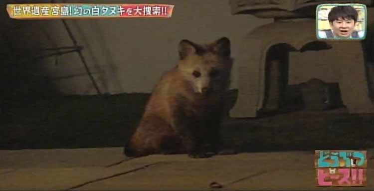 見ると幸せになれる 世界遺産 宮島で幻の白タヌキを大捜索 どうぶつピース テレ東プラス 見ると幸せになれる 世界遺産 宮島で幻の白タヌキを大捜索 どうぶつピース テレ東プラス