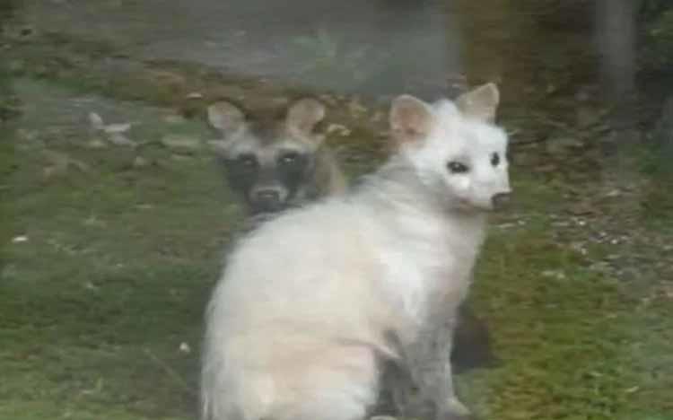 タンディのベスト （オオカミと白たぬきのプルーカ） タンデイ トーカ