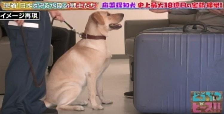 史上最大 18億円の覚せい剤密輸を防いだ麻薬探知犬 ハンドラー新米コンビの絆 どうぶつピース テレ東プラス 史上最大 18億円の覚せい剤密輸を防いだ麻薬探知犬 ハンドラー新米コンビの絆 どうぶつピース テレ東プラス