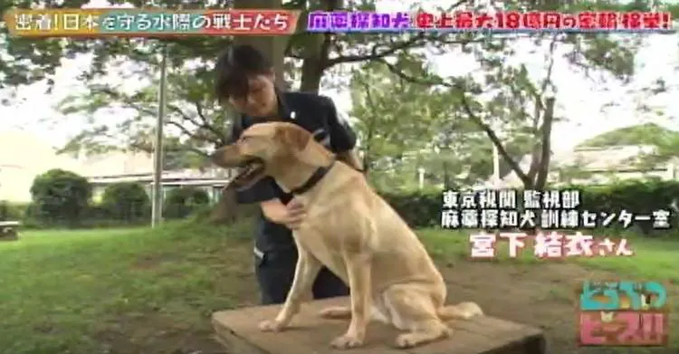 史上最大 18億円の覚せい剤密輸を防いだ麻薬探知犬 ハンドラー新米コンビの絆 どうぶつピース テレ東プラス
