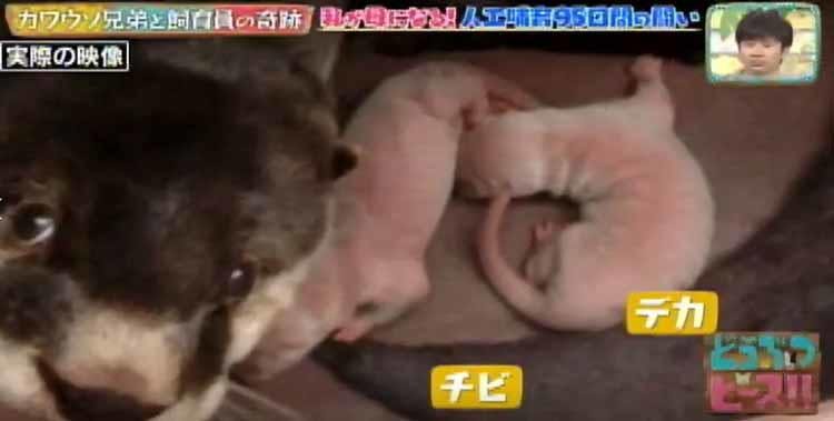 日本に9頭しかいないツメナシカワウソの赤ちゃん兄弟に命の危機 飼育員95日間の闘い どうぶつピー テレ東プラス