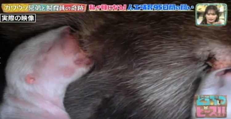 日本に9頭しかいないツメナシカワウソの赤ちゃん兄弟に命の危機 飼育員95日間の闘い どうぶつピー テレ東プラス 日本に9頭しかいないツメナシカワウソの赤ちゃん兄弟に命の危機 飼育員95日間の闘い どうぶつピー テレ東プラス