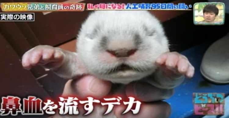 日本に9頭しかいないツメナシカワウソの赤ちゃん兄弟に命の危機...飼育員95日間の闘い:どうぶつピース