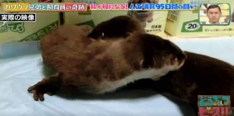 日本に9頭しかいないツメナシカワウソの赤ちゃん兄弟に命の危機 飼育員95日間の闘い どうぶつピー テレ東プラス