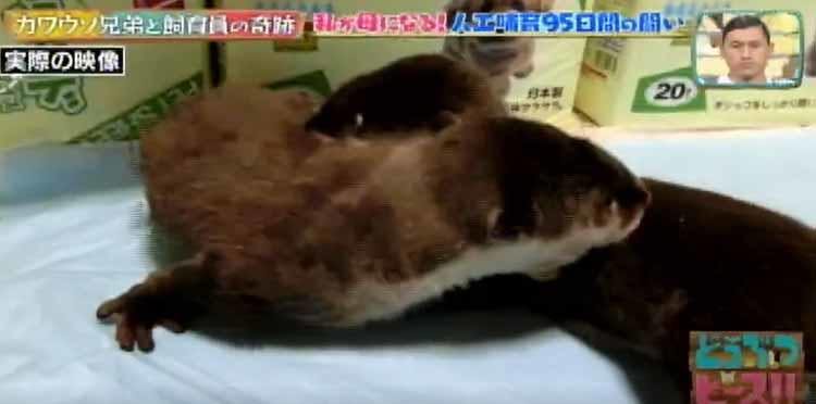 日本に9頭しかいないツメナシカワウソの赤ちゃん兄弟に命の危機 飼育員95日間の闘い どうぶつピー テレ東プラス 日本に9頭しかいないツメナシカワウソの赤ちゃん兄弟に命の危機 飼育員95日間の闘い どうぶつピー テレ東プラス
