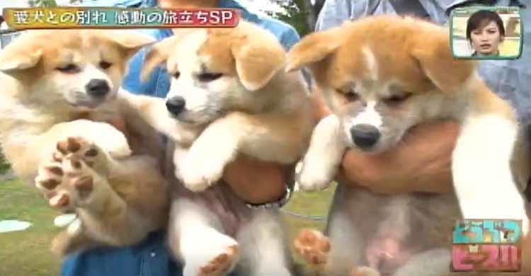 いい湯だな～気持ちよくてウトウト...秋田犬3兄弟、初めてのお風呂