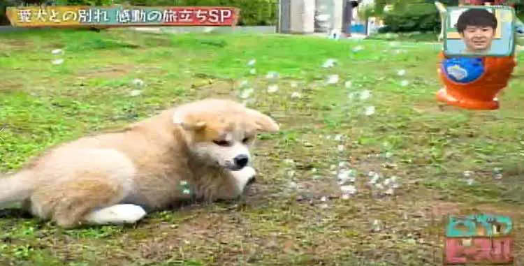 いい湯だな 気持ちよくてウトウト 秋田犬3兄弟 初めてのお風呂 どうぶつピース テレ東プラス