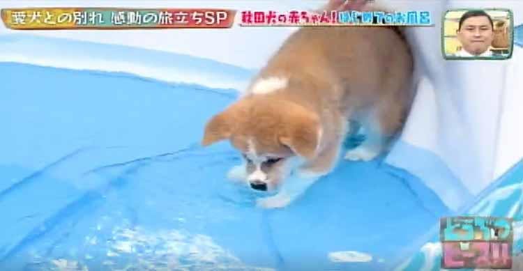 いい湯だな 気持ちよくてウトウト 秋田犬3兄弟 初めてのお風呂 どうぶつピース テレ東プラス いい湯だな 気持ちよくてウトウト 秋田犬3兄弟 初めてのお風呂 どうぶつピース テレ東プラス