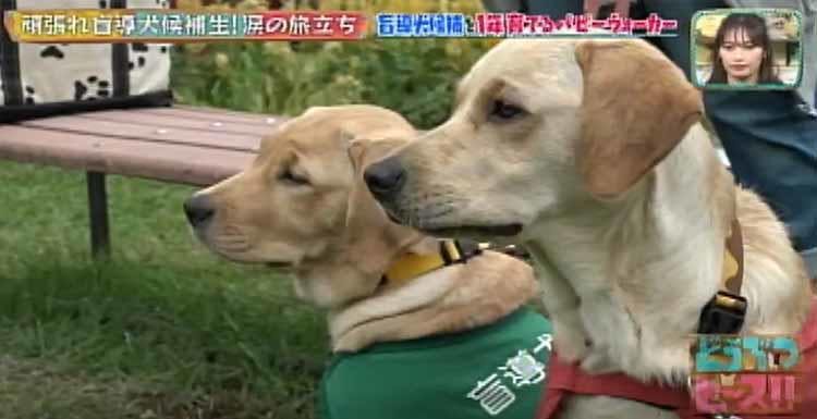 訓練士になる夢をくれた 盲導犬候補生のワンちゃんと女子高生 涙の別れ どうぶつピース テレ東プラス