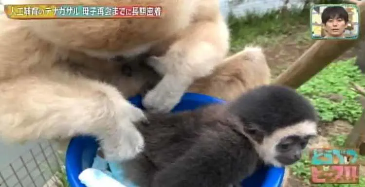 若すぎる母親が育児放棄 人工哺育で離別したテナガザルの母子の再会までに密着 どうぶつピース テレ東プラス