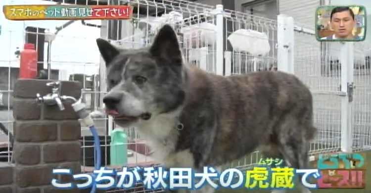 秋田犬 柴犬と暮らす日本犬大好きなアメリカ人男性が 奥様へのサプライズを どうぶつピース テレ東プラス