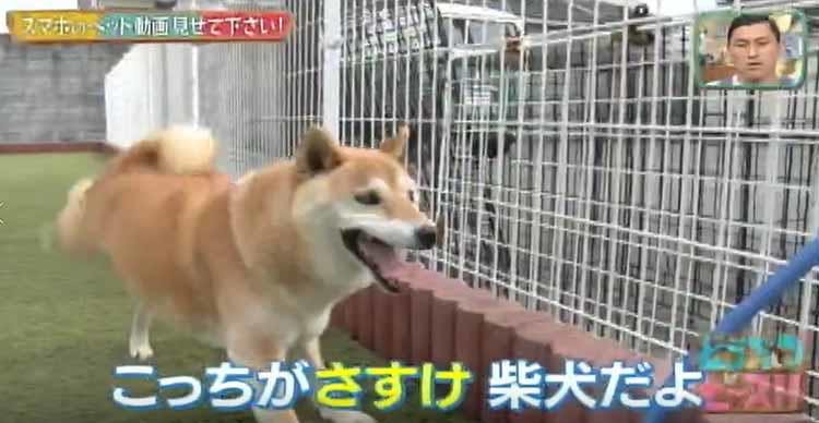 秋田犬 柴犬と暮らす日本犬大好きなアメリカ人男性が 奥様へのサプライズを どうぶつピース テレ東プラス