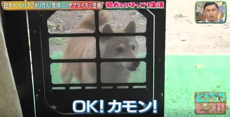 秋田犬 柴犬と暮らす日本犬大好きなアメリカ人男性が 奥様へのサプライズを どうぶつピース テレ東プラス