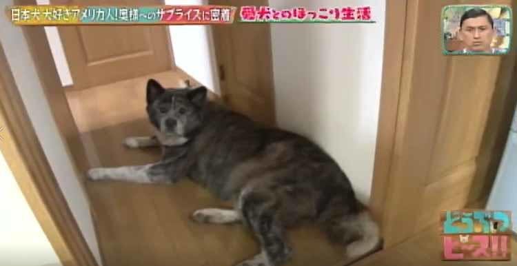 秋田犬 柴犬と暮らす日本犬大好きなアメリカ人男性が 奥様へのサプライズを どうぶつピース テレ東プラス