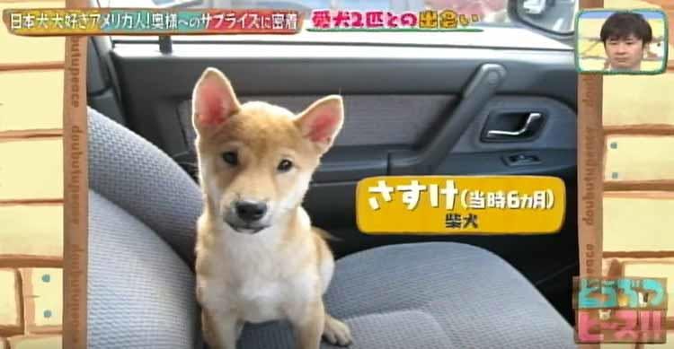 秋田犬 柴犬と暮らす日本犬大好きなアメリカ人男性が 奥様へのサプライズを どうぶつピース テレ東プラス 秋田犬 柴犬と暮らす日本犬大好きなアメリカ人男性が 奥様へのサプライズを どうぶつピース テレ東プラス