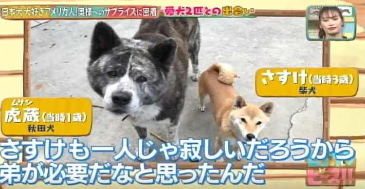 秋田犬 柴犬と暮らす日本犬大好きなアメリカ人男性が 奥様へのサプライズを どうぶつピース テレ東プラス