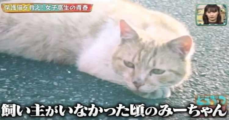 殺処分ゼロを目指して 保護猫を救う活動を続ける女子高生 どうぶつピース テレ東プラス 殺処分ゼロを目指して 保護猫を救う活動を続ける女子高生 どうぶつピース テレ東プラス