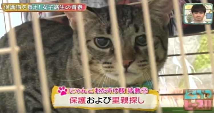 殺処分ゼロを目指して 保護猫を救う活動を続ける女子高生 どうぶつピース テレ東プラス